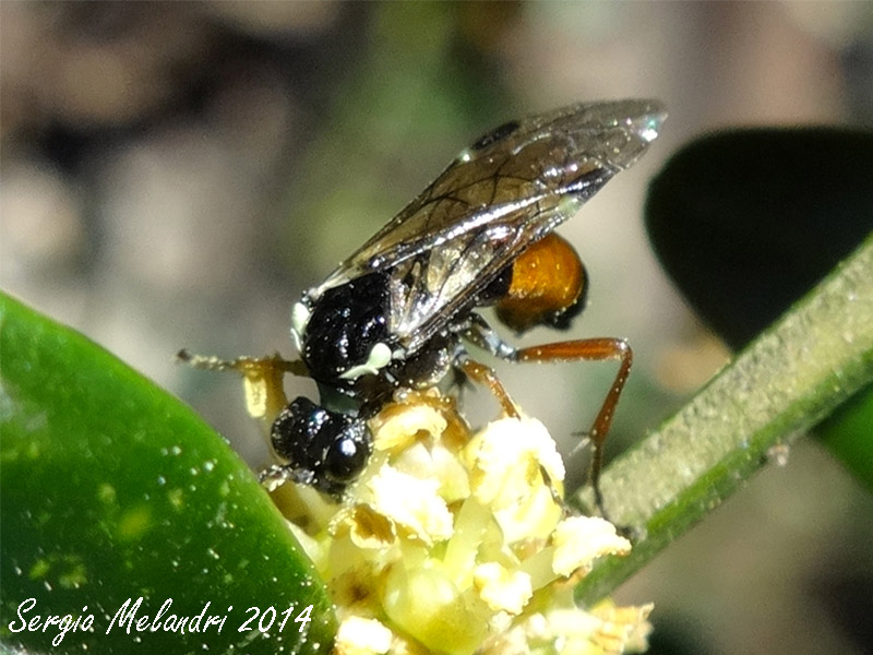 Aglaostigma cfr. aucupariae